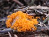 oranžovka vřetenovýtrusá (Houby), Byssonectria fusispora (Fungi)